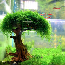 Load image into Gallery viewer, Aquarium Aquascaping Wood Plant Feshwaster Bonsai Driftwood
