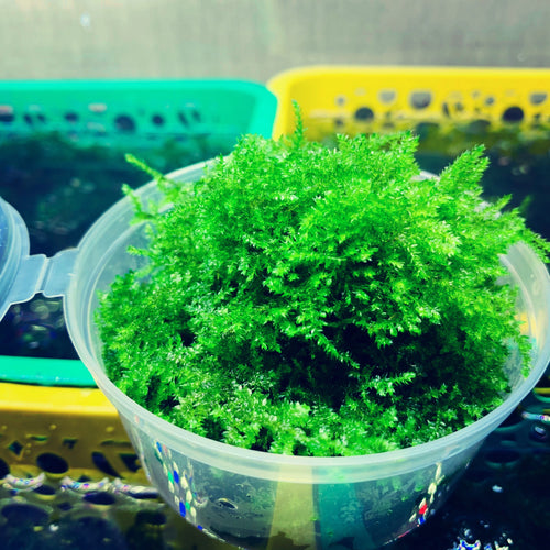 9 Kinds Live Aquatic Plants Aquascaping Seeds for Aquarium and Pond – MK  Aquarium Store