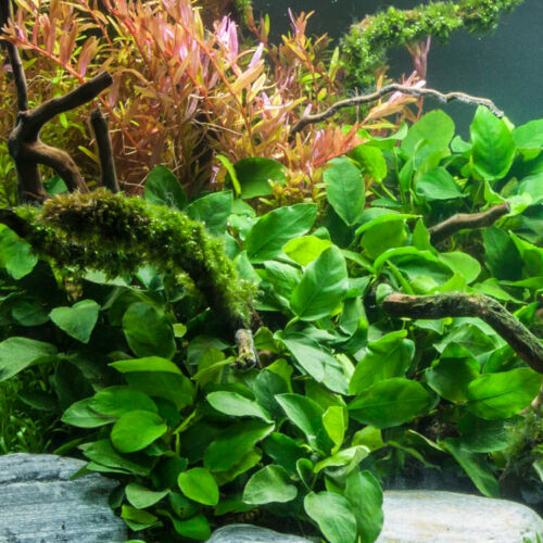 Aquascaping Live Anubias Barteri Easy Care Aquatic Aquarium Plants