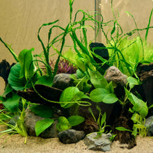Load image into Gallery viewer, Aquascaping Live Anubias Barteri Easy Care Aquatic Aquarium Plants
