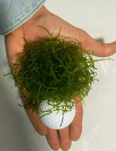 Live Java Moss Ball for Aquarium Aquatic Plants