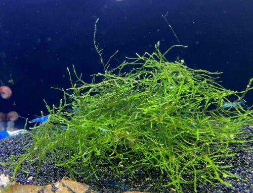 Live Java Moss Ball for Aquarium Aquatic Plants