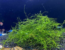 Load image into Gallery viewer, Live Java Moss Ball for Aquarium Aquatic Plants
