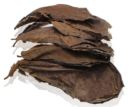 10pcs Indian Almond Leaves for Betta Fish Natural Water Conditioner Lower PH Kill Bacteria