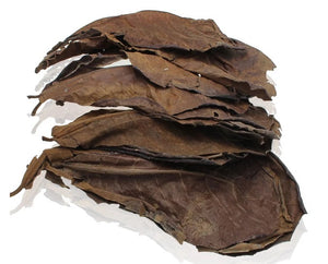 10pcs Indian Almond Leaves for Betta Fish Aquarium