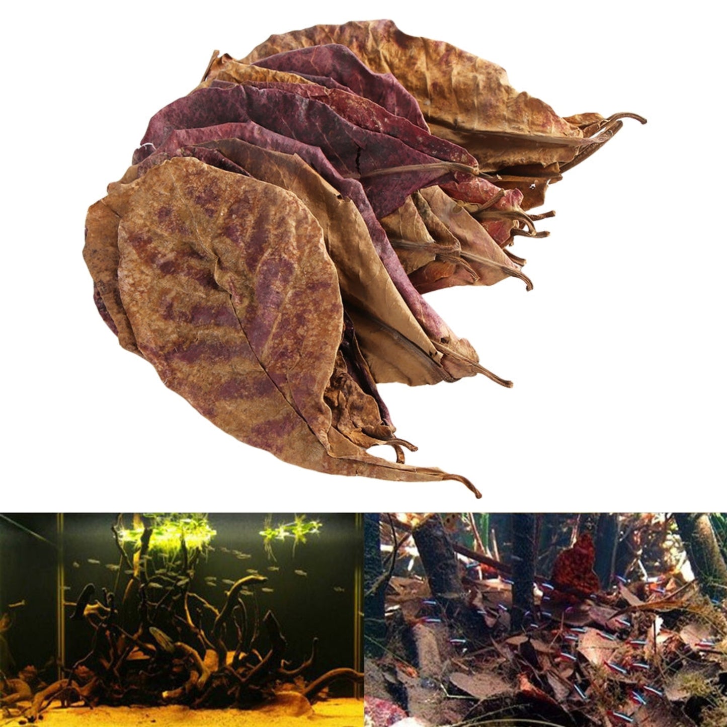 10pcs Indian Almond Leaves for Betta Fish Natural Water Conditioner Lower PH Kill Bacteria