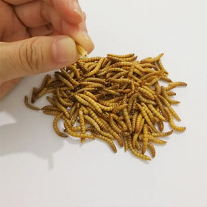 1.1lb - 2.2lb Freeze Dried Mealworm