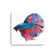 Load image into Gallery viewer, Halfmoon Betta Fish Wall Art Canvas Print
