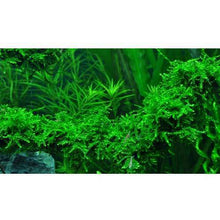 Load image into Gallery viewer, Vesicularia Ferriei Weeping Moss Aquascaping Aquarium Plants
