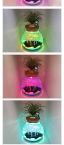 Mini Betta Fish Tank Bowl Betta Aquarium LED Set