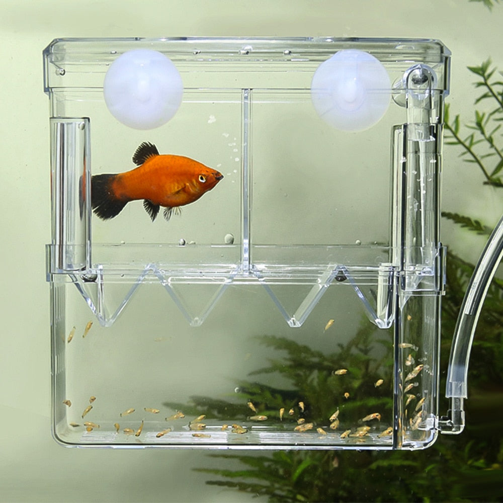 Aquarium Isolation and Quarantine Fish Tank for Safe and Secure Fish Care