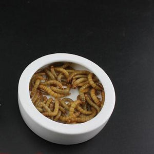 Pet Reptile Ceramic Feeding Dish Bowl Feeder