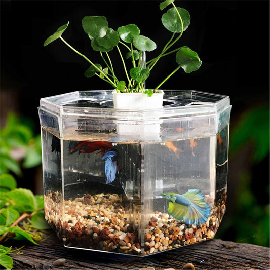 Aquaponics Betta Fish Tank Aquarium Set with Built-In Filter and Divider Kit