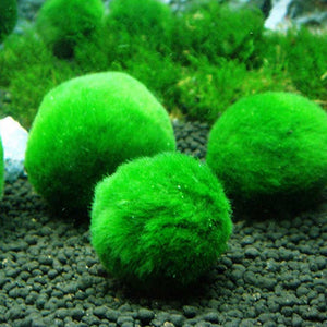 6 Marimo Moss balls for the price of 5 – Live Aquarium Plants Marimo Ball  Shrimp Fish Tank Nano Lincolnshire Pond Plants (New) - Lincolnshire Pond  Plants