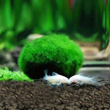 Load image into Gallery viewer, 5 pcs Set Aquascaping Live Marimo Moss Ball Plants
