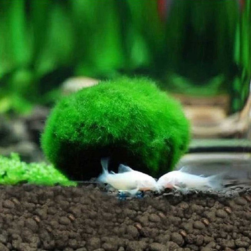 Marimo With Fish
