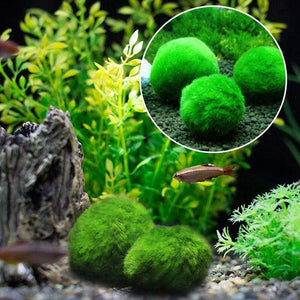 Aquascaping Live Marimo Moss Ball Plants