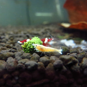 Natural Spinach Aquarium Fish Food