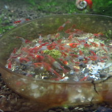 Load image into Gallery viewer, Natural Spinach Aquarium Fish Food
