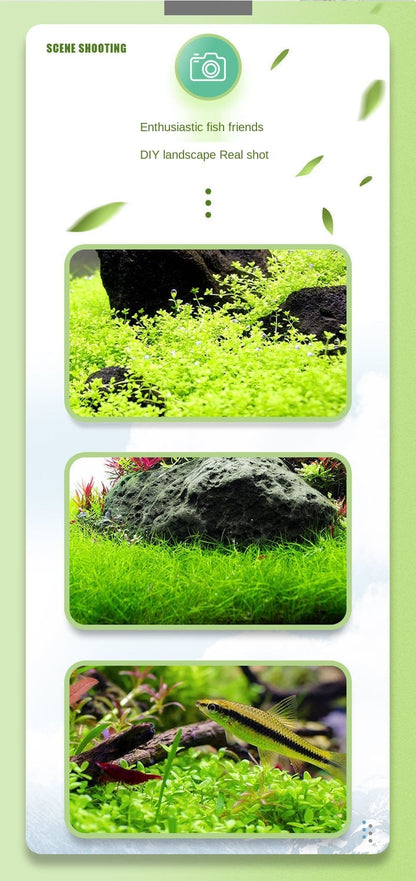 9 Kinds Live Aquatic Plants Aquascaping Seeds for Aquarium and Pond