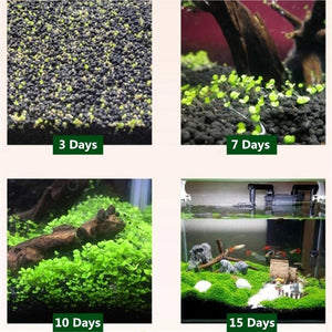 9 Kinds Live Aquatic Plants Aquascaping Seeds for Aquarium and Pond