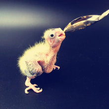 Load image into Gallery viewer, 5pcs Pet Baby Bird Feeding Spoon Set
