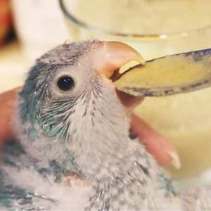 5pcs Pet Baby Bird Feeding Spoon Set