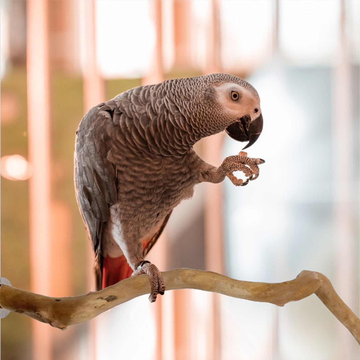 Natural Wooden Bird Perch Stand  Comfortable Pole Stick for Parrots, Cockatiels, and Small Birds