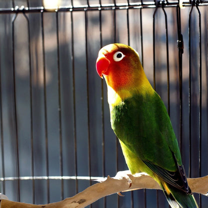 Natural Wooden Bird Perch Stand  Comfortable Pole Stick for Parrots, Cockatiels, and Small Birds