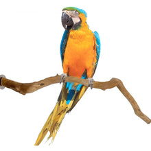 Load image into Gallery viewer, Pet Bird Natural Standing Pole Stick

