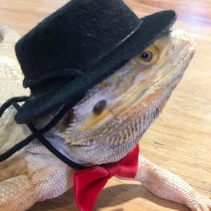Lizard Gecko Pet Reptile Hat Bow Tie Halloween Christmas Costume Accessories