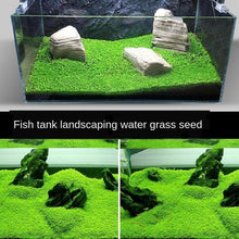 Load image into Gallery viewer, 9 Kinds Live Aquatic Plants Aquascaping Seeds for Aquarium and Pond
