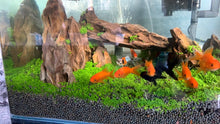 Load image into Gallery viewer, 9 Kinds Live Aquatic Plants Aquascaping Seeds for Aquarium and Pond
