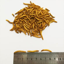 Load image into Gallery viewer, 1.1lb - 2.2lb Freeze Dried Mealworm

