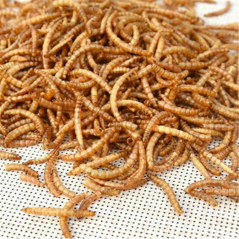 1.1lb - 2.2lb Premium Freeze Dried Mealworms