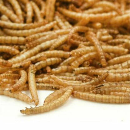 1.1lb - 2.2lb Premium Freeze Dried Mealworms