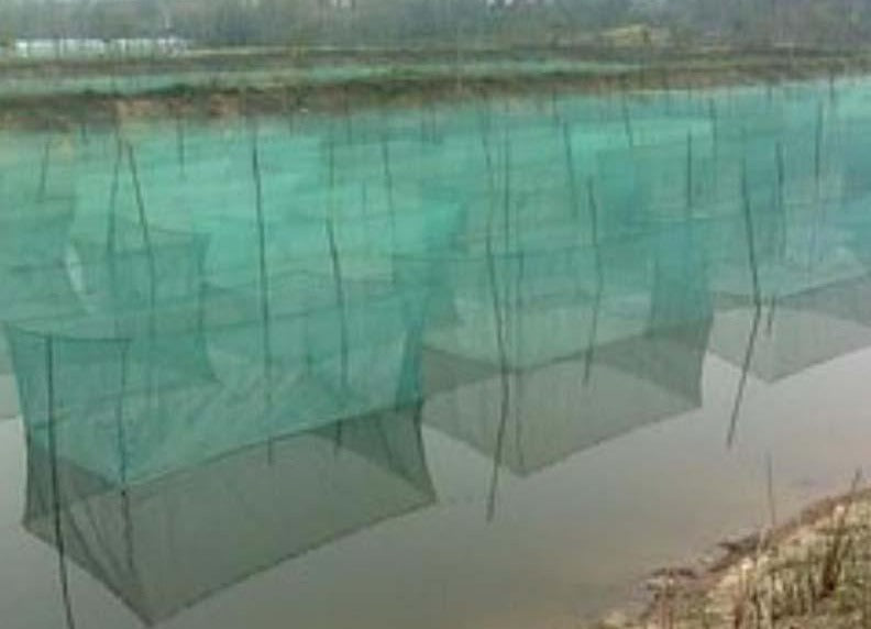 10/40 Netting Mesh for Fish Pond, Garden, Poultry, and Aquaculture