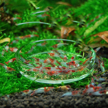 Aquarium Shrimp Tank Food Feeder  Transparent Glass Feeding Bowl for Shrimp & Small Fish