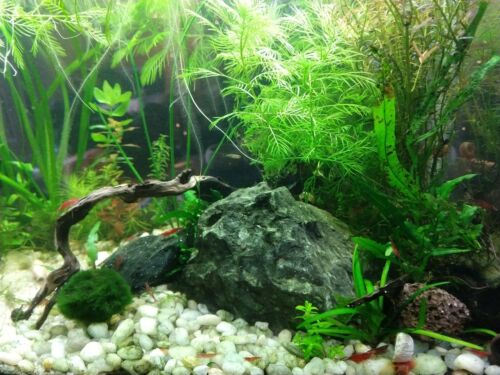 10 Species Live Aquarium Plant Bundle Aquascaping for Beginner