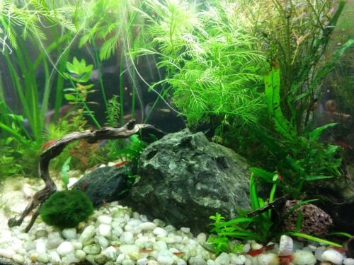 9 Kinds Live Aquatic Plants Aquascaping Seeds for Aquarium and Pond – MK  Aquarium Store