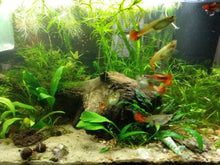 Load image into Gallery viewer, 10 Species Live Aquarium Plant Bundle Aquascaping for Beginner
