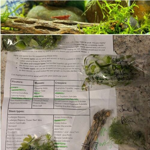 Florida 10 Species Live Aquarium Plants Bundle – AquaLeaf Aquatics – Aqua  Leaf Aquatics
