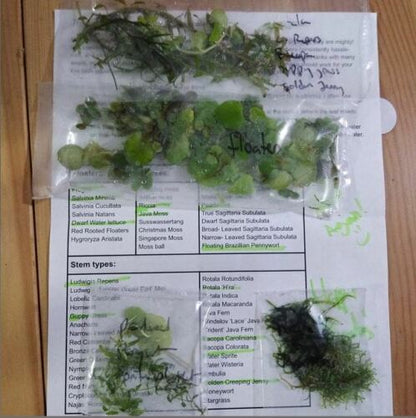 10 Species Live Aquarium Plant Bundle Aquascaping for Beginner